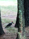 10pileatedwoodpecker