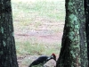 7pileatedwoodpecker