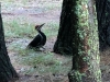 8pileatedwoodpecker