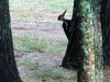 9pileatedwoodpecker