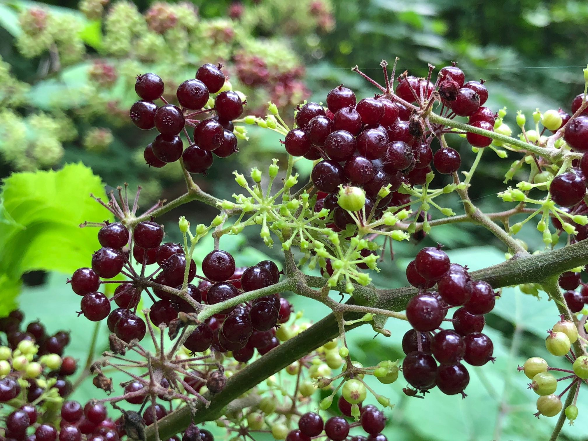 Currant Berries